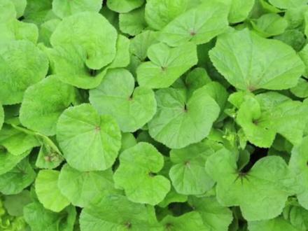 冬葵在古代曾是百菜之主,如今已回归人们的餐桌#新农村计划2022 #冬葵 #冬寒菜 #冬苋菜#来抖音学农技