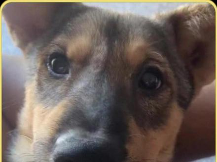 晚安小黄 后来啊那个矮矮的小土堆长出了狗尾巴草,你一过去它就会轻轻的摇#狗狗 #晚安 #狗尾巴草 #其实狗狗什么都懂