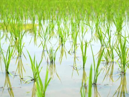 攀天阁的黑米秧苗怎么培育#开学抖出知识点 @抖音青少年 #攀天阁 #黑米