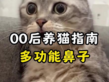 猫咪的鼻子有多神奇?#猫咪科普#猫咪知识#猫咪
