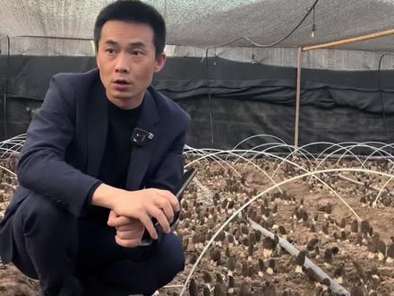 平棚种植风险相对大一点,投入小一些#新农人计划 #羊肚菌种植 #返乡创业青年 #农业种植 #抖音新农人 #优质农产品