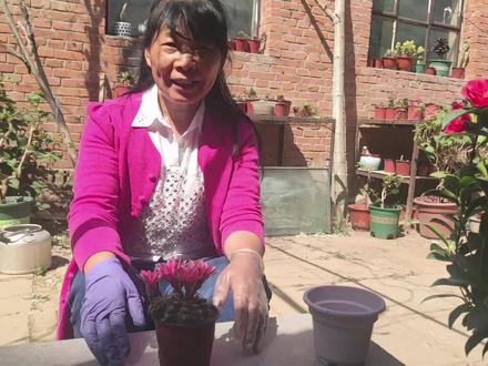 仙人球绯花玉这样换盆,既不影响生长也不耽误开花,下次开花更多