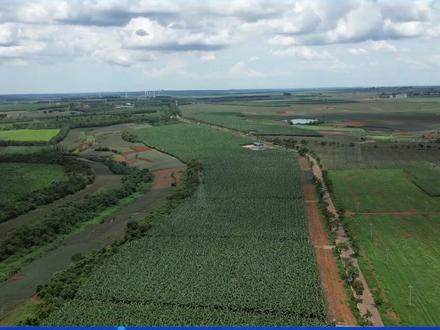 徐闻:香蕉产业铺就乡村振兴“黄金路”