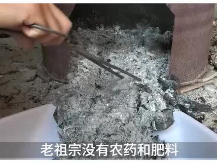 @寿光虎哥祖传草木灰配方,预防又增产#有机肥 #种植 #草木灰