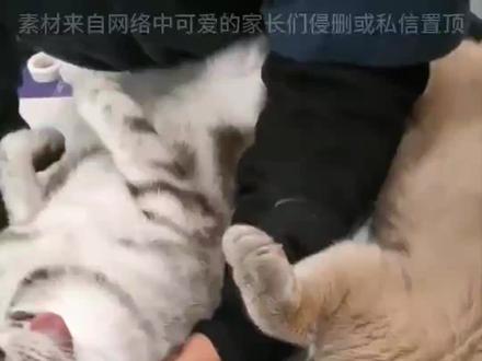 猫咪绝育为啥要吐舌头?#萌宠出道计划 #科学养宠攻略 #猫咪 #抖in萌宠计划 #记录猫咪日常