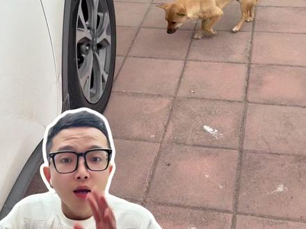 狗狗夹尾巴一定是害怕么?#养狗#养狗新规#狗狗