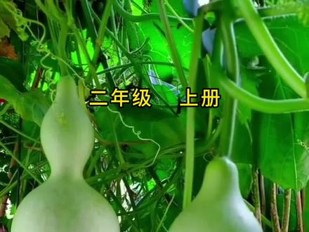 二年级上册语文《我要的是葫芦》朗读。在得到想要的之前是要为之付诸努力和心思的!你看懂了吗#二年级上册语文 #我要的是葫芦 #想要的生活