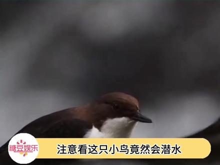 河乌——海陆空三栖全能小鸟#神奇动物在这里