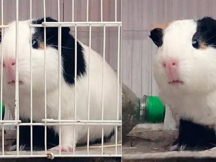 #ps教程 #ps基础 #ps修图 #p图 方法不对努力白费,正确的内容填充去栅栏方法#ps技能