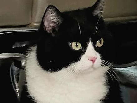 姨姨们,窝滴妙脆角可爱吗 #小猫咪怼脸杀视频 #猫咪表情包 #奶牛猫