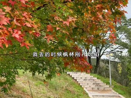 昆明赏秋~海口林场除了红枫林,其实还有很多乐趣,真是全家出游的好地方#昆明周边游 #旅行大玩家 #云南美好推荐官 #周末去哪玩 #属于秋天的颜色