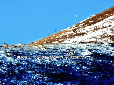 再次看到这一段发现格林早就看到了狼群,可叫出的狗叫是在喊妈妈,格林知道狼嚎以后就再也见不到妈妈了#格林#重返狼群