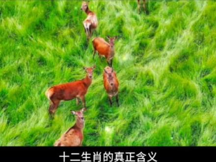 十二生肖真正的含义#传统文化季 #传统文化 #国学智慧