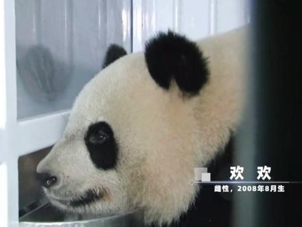 旅法大熊猫“欢欢”“圆仔”平安回国