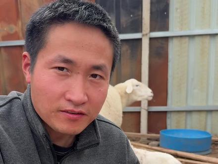 给羊接生,别大意,安全第一 #养羊 #养殖 #小溪养羊 #农村生活