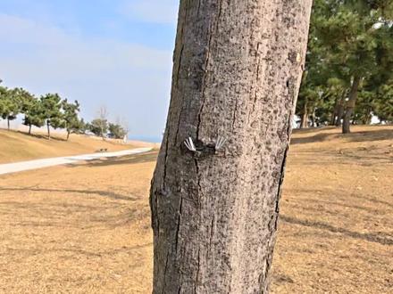 国产积木拼搭:黑豹#乐高 #积木 #黑豹 #漫威 #二次元