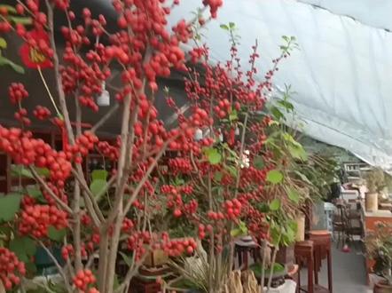 北美冬青怎么养?怎么浇水?怎么施肥?#养花#北美冬青