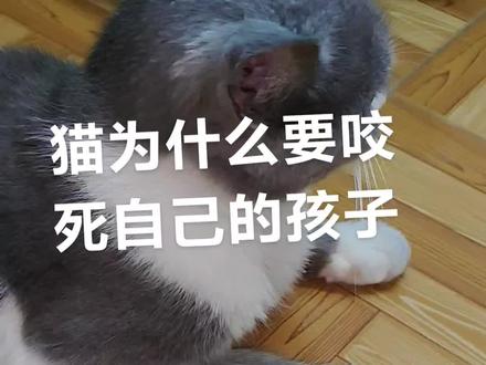 猫为什么要咬死自己的孩子?