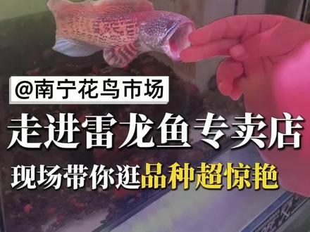 第89集|逛雷龙鱼专卖店,直接被圈粉🐟 一进店就被各种品种的雷龙鱼吸引住了,互动起来每只都超有活力~南宁的鱼友,喜欢雷龙鱼的可以去看看。#南宁花鸟市场 #眼镜蛇雷龙 #红月鳢 #七星鱼 #雷龙鱼@唯升