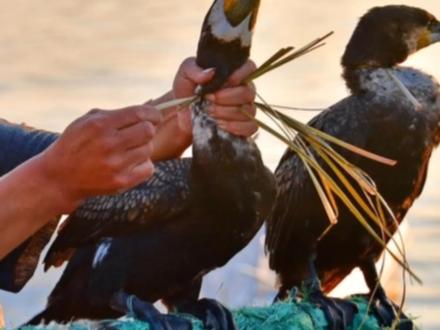 鱼鹰捕鱼时脖子上,为什么要系根绳子#户外捕鱼 #鸬鹚鱼鹰 #冷知识 #百科知识