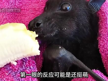 你以为它是“吸血鬼”?,结果它比你还冤 你印象里的蝙蝠,面目狰狞,吸血,恐怖。但有一种蝙蝠,圆眼睛,狗里狗气,只吃水果不吸血。可它身上却挂着80多种致命病毒。凭什么它一点事没有?答案比你想的离谱多了。#果蝠 #青年创作者成长计划 #神奇生物在哪里 #万物可爱计划 #爪住夏天每一帧