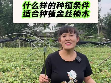 什么样的地理条件适合种金丝楠木呢,专业人士来告诉你!#金丝楠木 #金牌苗木人 #苗圃基地 #基地直发 @DOU+小助手
