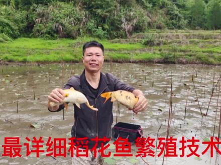阿文分享传统稻花鱼繁殖技术,从挑选种鱼到鱼苗上市,整整半个月 #我的乡村生活 #稻花鱼 #捉鱼 #田园生活