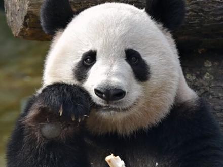 眼泪止不住,香果就这样回熊猫星了😭 果果在潘达星要开开心心的,不再有病痛#大熊猫香果 #大熊猫