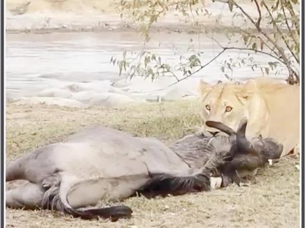 角马装死骗过母狮,最后上演死里逃生的奇迹