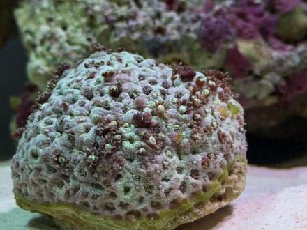 一物降一物的海洋生物#动物世界 #神奇动物在抖音 #小丑鱼 #珊瑚