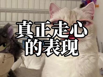 摩羯男真正走心的表现#摩羯男 #摩羯座 #土象星座 #陶白白 #绿茶