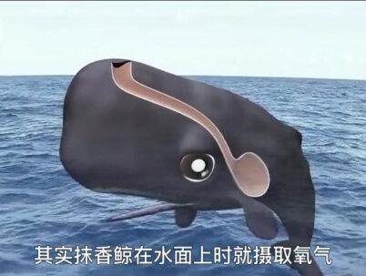 巨型抹香鲸深海与巨型乌贼搏斗,抹香鲸是如何做到下潜3千米呢? #抹香鲸 #巨型海洋生物