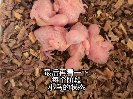 日常饲养之喂胡萝卜#鹦鹉 #手养鹦鹉 #鹦鹉日常