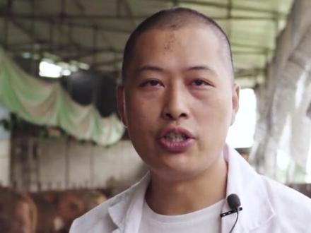 育肥牛长得快,拉骨架配料表!快去试试吧#育肥牛 #西门塔尔牛 #养牛 #农村养牛