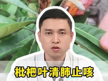 枇杷叶清肺止咳,记好三种黄金搭配。 #枇杷叶 #止咳化痰 #医学科普 #涨知识 #抖出健康知识宝藏