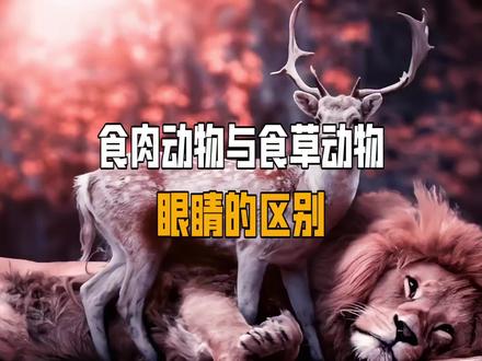 食肉动物与食草动物眼睛的区别#涨知识 #冷知识 #科普 #@DOU+小助手 @抖音创作者学习中心