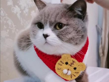 你的小宝贝是怎么叫哒#过年#搞笑#猫