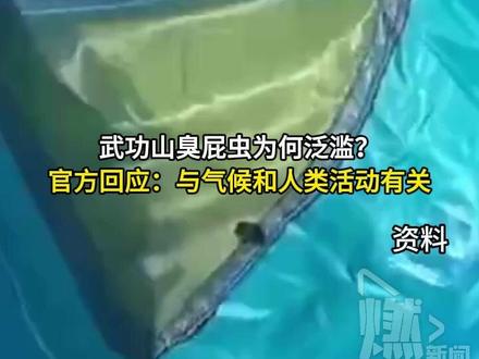 武功山臭屁虫为何泛滥?官方回应:与气候和人类活动有关 #萍乡武功山臭屁虫为何爆发 近日,江西萍乡的武功山景区“臭屁虫”泛滥引发关注,亮壮异蝽(臭屁虫)多主要原因与季节变化、生态环境和人类活动有关。每年五六月天气闷热时,臭屁虫进入活跃期,加之山顶区域环境适宜,天敌较少,导致其大量繁殖。官方回应,虽然会定期除虫但这是一种自然现象很难根治,建议游客前往时做好防护,穿长衣长裤,不要穿颜色过于鲜艳的衣服。#臭屁虫喜欢鲜艳的衣服