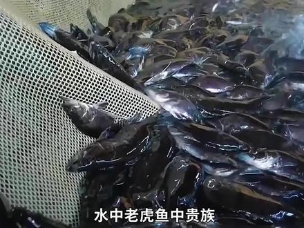 高超的鳜鱼养殖技术,采用人工繁殖,吃肉和吃料的差别真大!#来抖音学农技