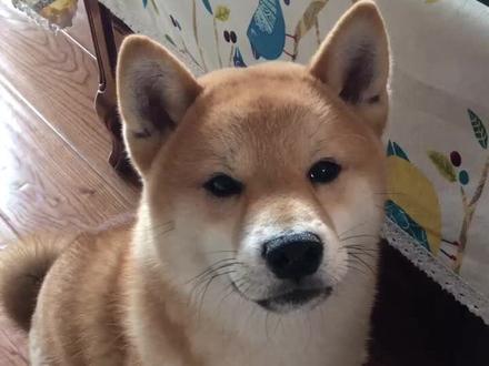 库存最喜欢的一个视频,百听不厌的嗲狗声🤓#柴犬 #狗狗叫 @抖音小助手