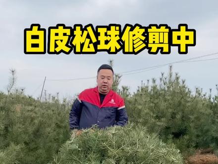 白皮松球形修剪纪实。当常规的苗木逐渐供大于求,创业也许是行业发展的唯一希望。#白皮松球 #白皮松修剪方法
