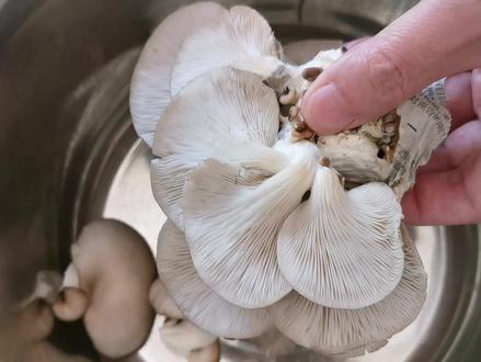 和大厨学的炒平菇的好方法,5分钟出锅好吃又营养,一盘不够吃!
