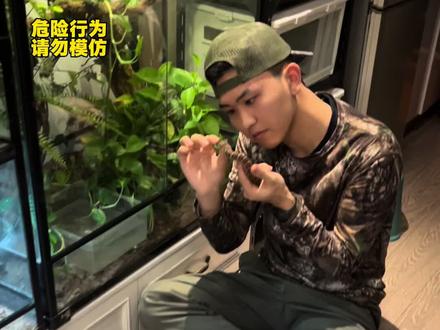 在你家乡有啥让人闻风丧胆的毒蛇吗? #动物科普 #奇妙的动物 #爬宠 #鸢鸢探秘 #抖音精选