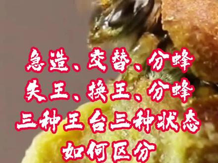三种王台,三种蜂群状态,三种处理方法。 很多新手养蜂人,一瞧见蜂箱里冒出王台瞬间就慌了神,心里直犯嘀咕:这是要分蜂吗?到底该不该掐掉?#养蜂技术分享 #农村养蜂人#蜜蜂养殖