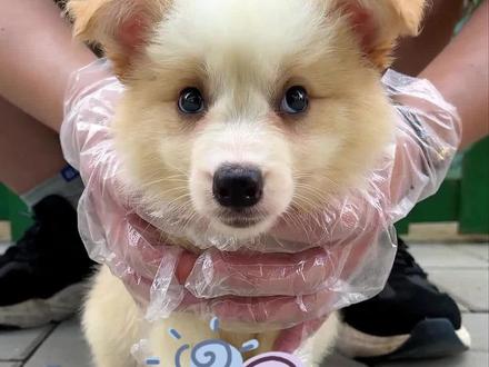 狗是狗,边牧是边牧,请各位认清楚 #边牧#狗#宠物知识#二狗挑狗 @抖音小助手