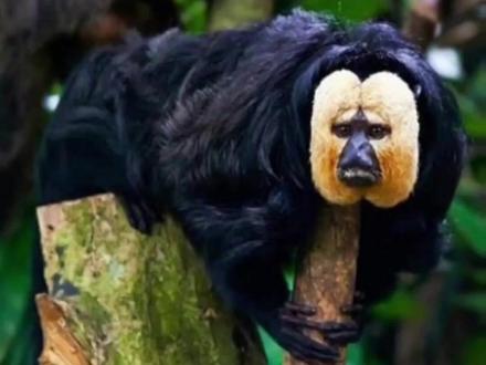 山东人最害怕的老毛猴子#老毛猴子