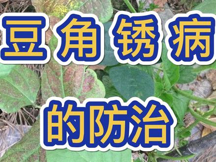 豆角锈病怎么防治#豆角种植 #豆角种植技术