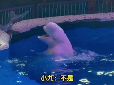 白鲸:我妈说把烟掐了!你尔多隆了吗!#白鲸 #海洋馆 #动物