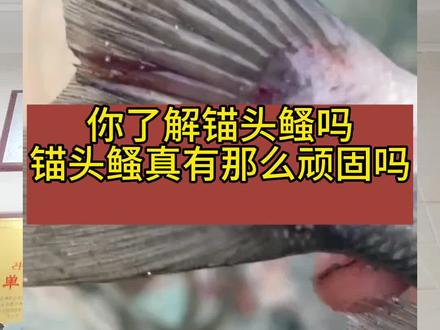 你了解锚头鳋吗锚头鳋真的有那么顽固吗#水产养殖技术 #水产人 #寄生虫#锚头鳋