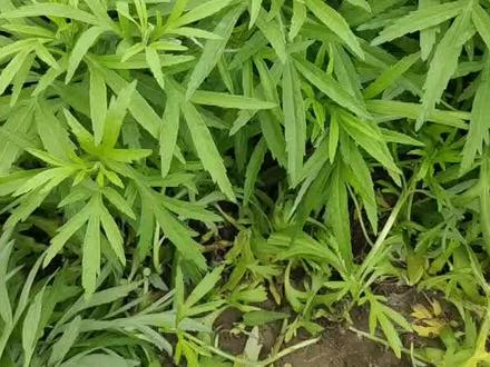 一分钟教你分辨藜蒿和茼蒿
#农村生活 #记录真实生活 #优质农产品